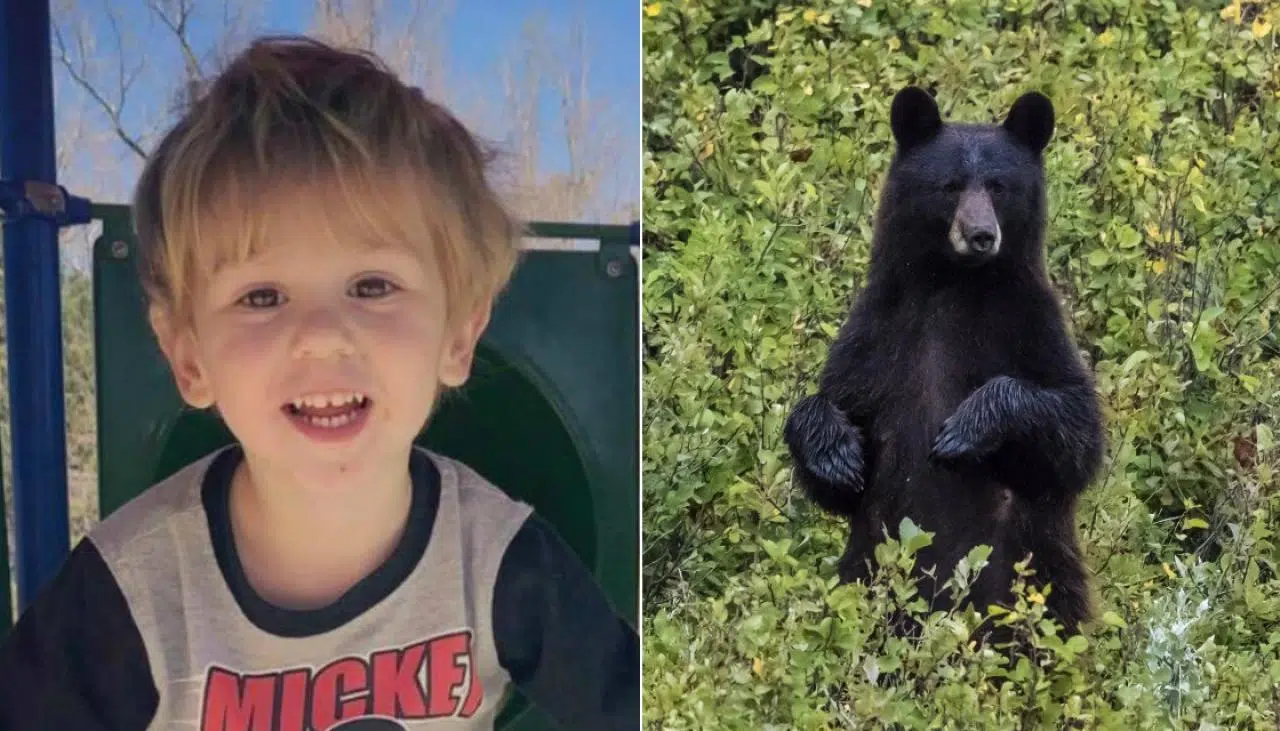 A Bear Keeps A Three Year Old Safe In Woods For Two Days