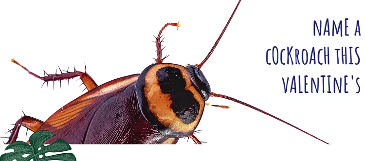 Zoo Letting You Name A Cockroach After Your Ex