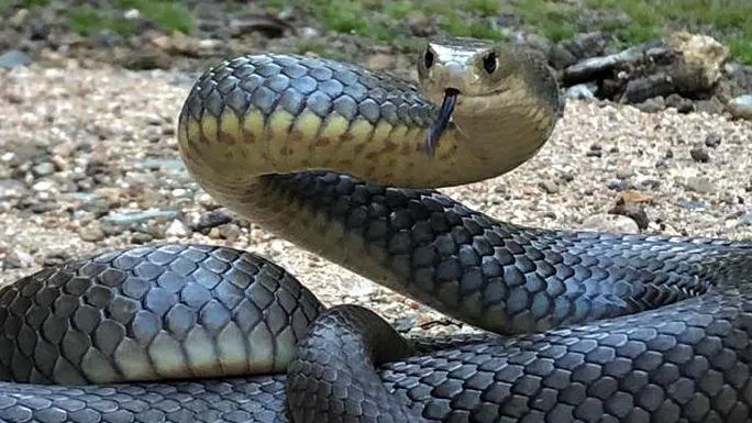  Name A Snake After Your Ex For Valentine's Day