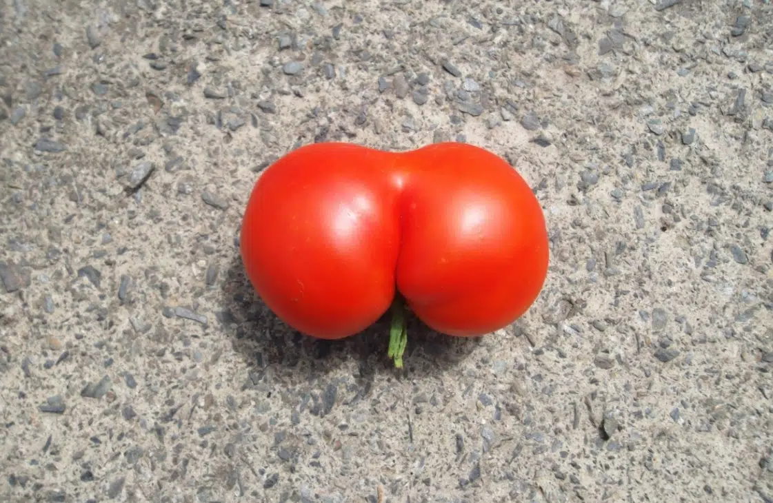 Big Booty Women Are Smarter Than Smaller Women