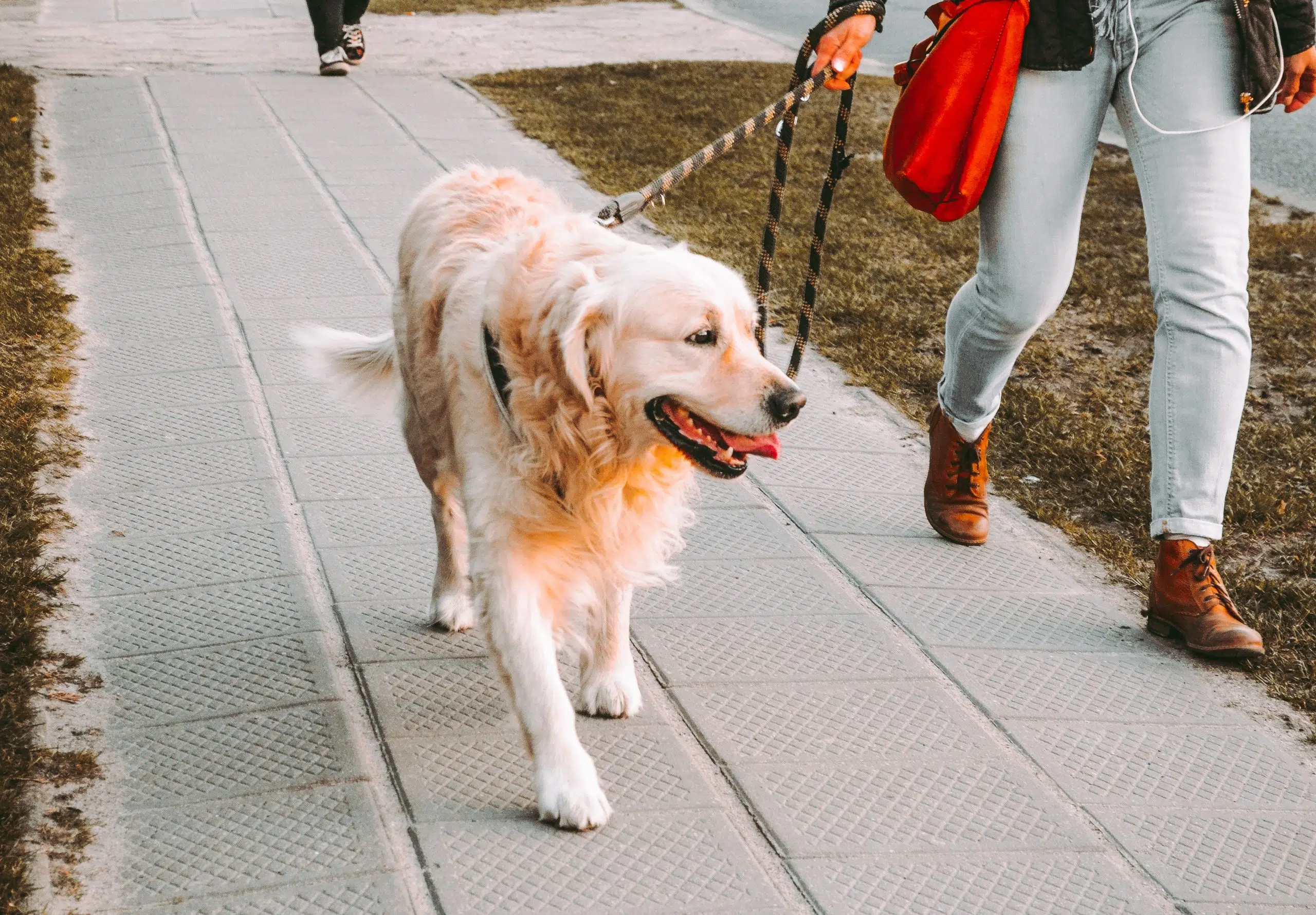 Dogs Can Recognize Their Owner By Voice Alone