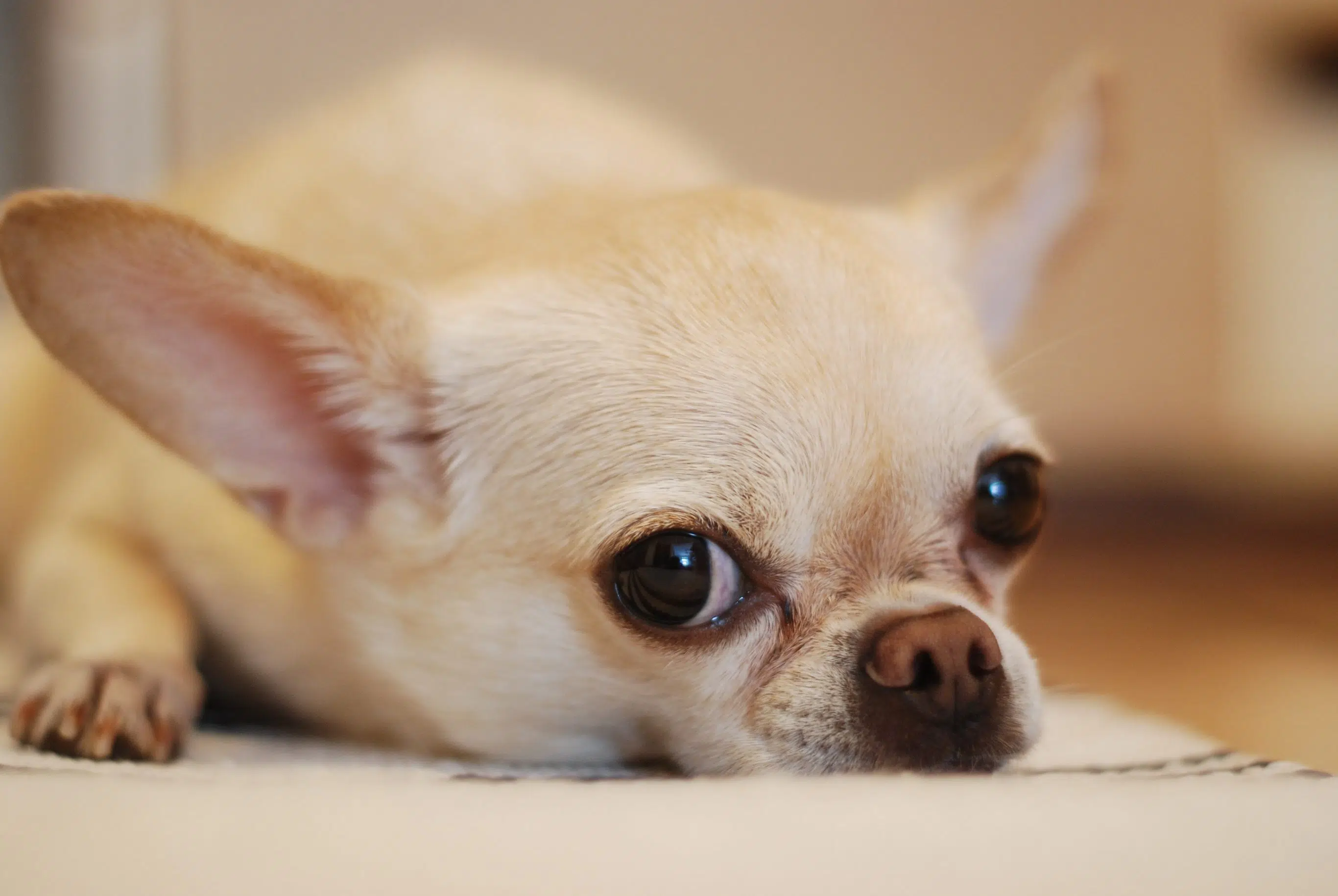 LISTEN: Sean Kelly will be dog-sitting a family friend's teacup Chihuahua, called Xaymaica