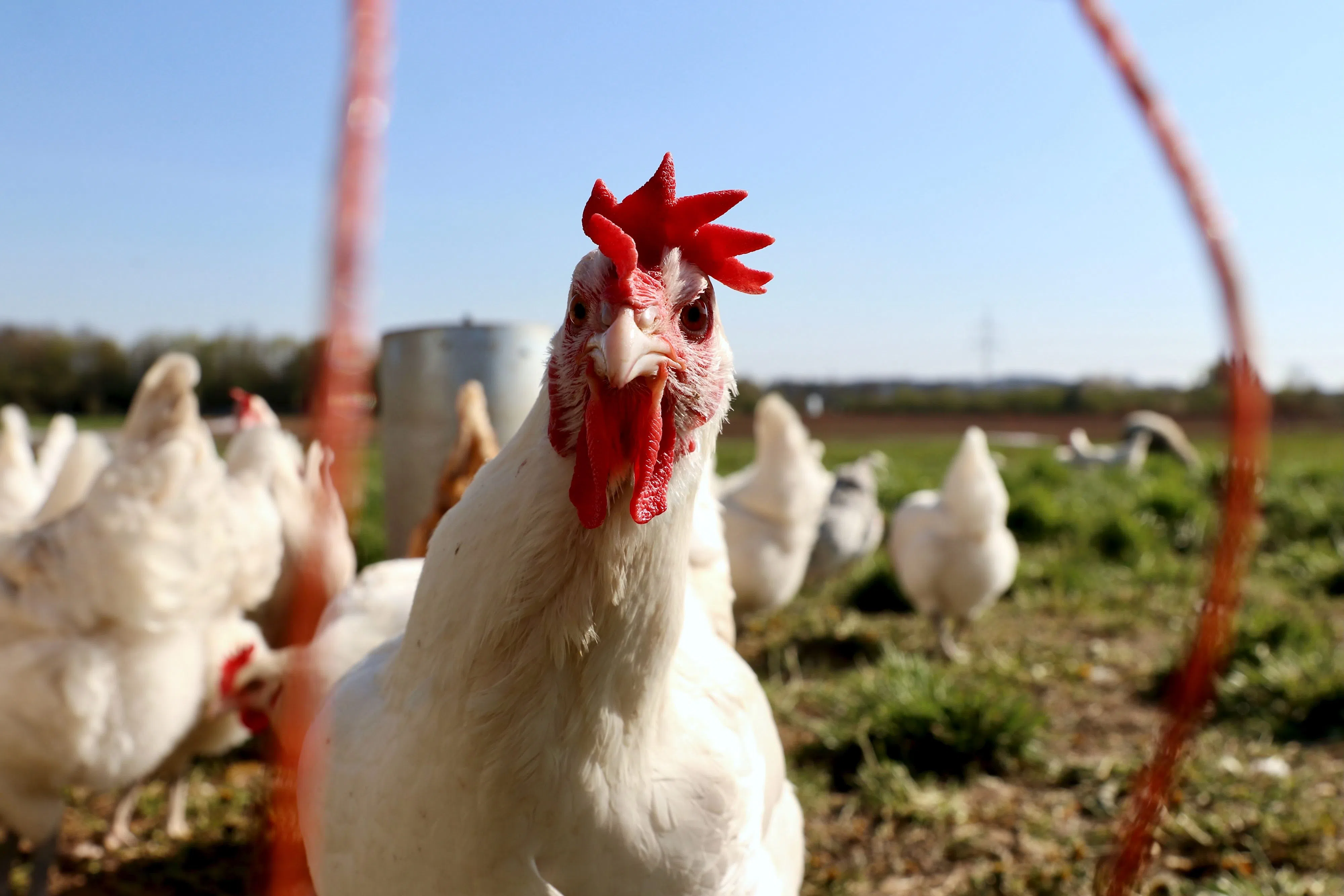 Top Holiday Video Features Three Women Playfully Mimicking Chickens