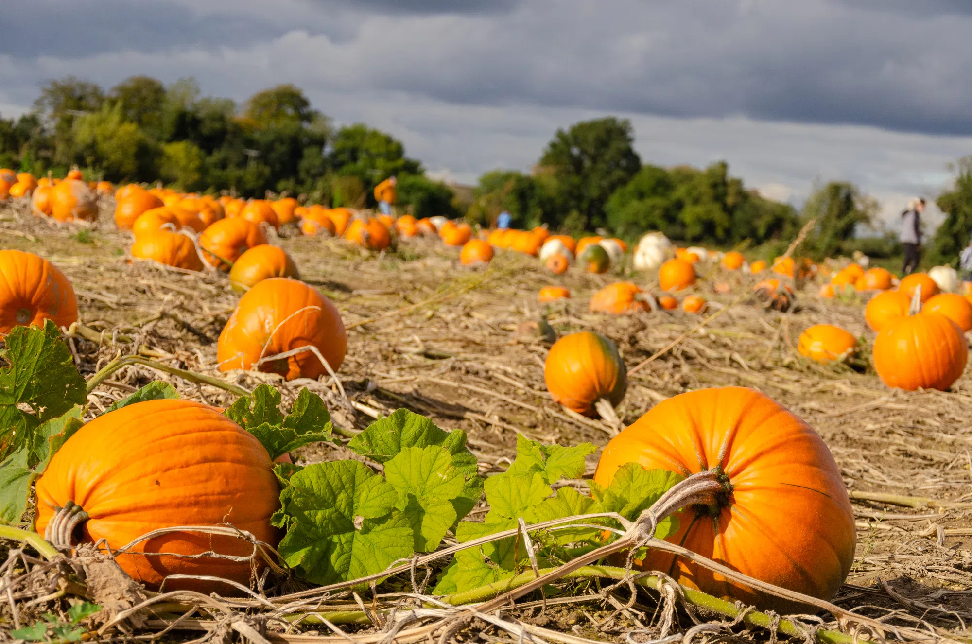 Your Guide to Finding the right Pumpkin