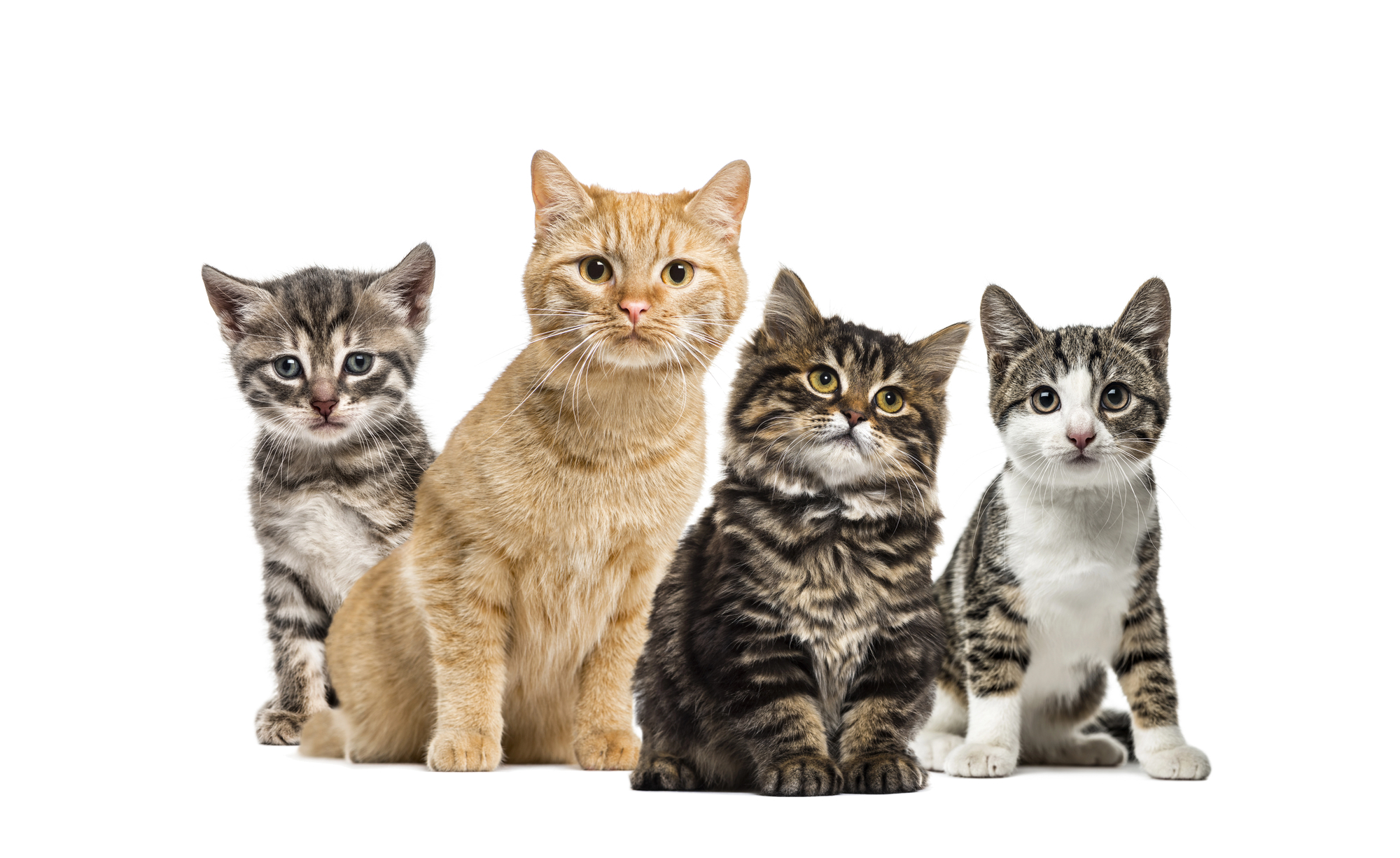 5 Signs Your Cat Loves You-Even If They Act Like They Own You