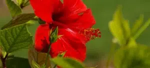 Add some colour to your home with winter flowers