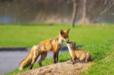 Family of foxes moved from Zwick's Park
