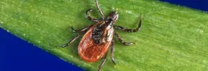 “Prime time” for Lyme disease
