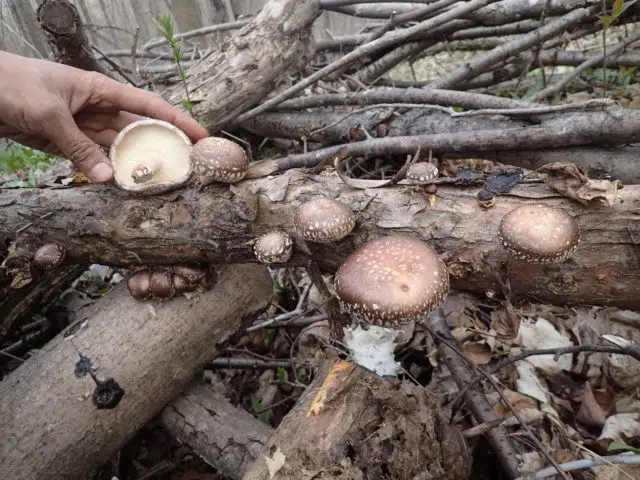 Backyard mushrooming