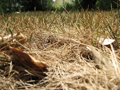 Dry July