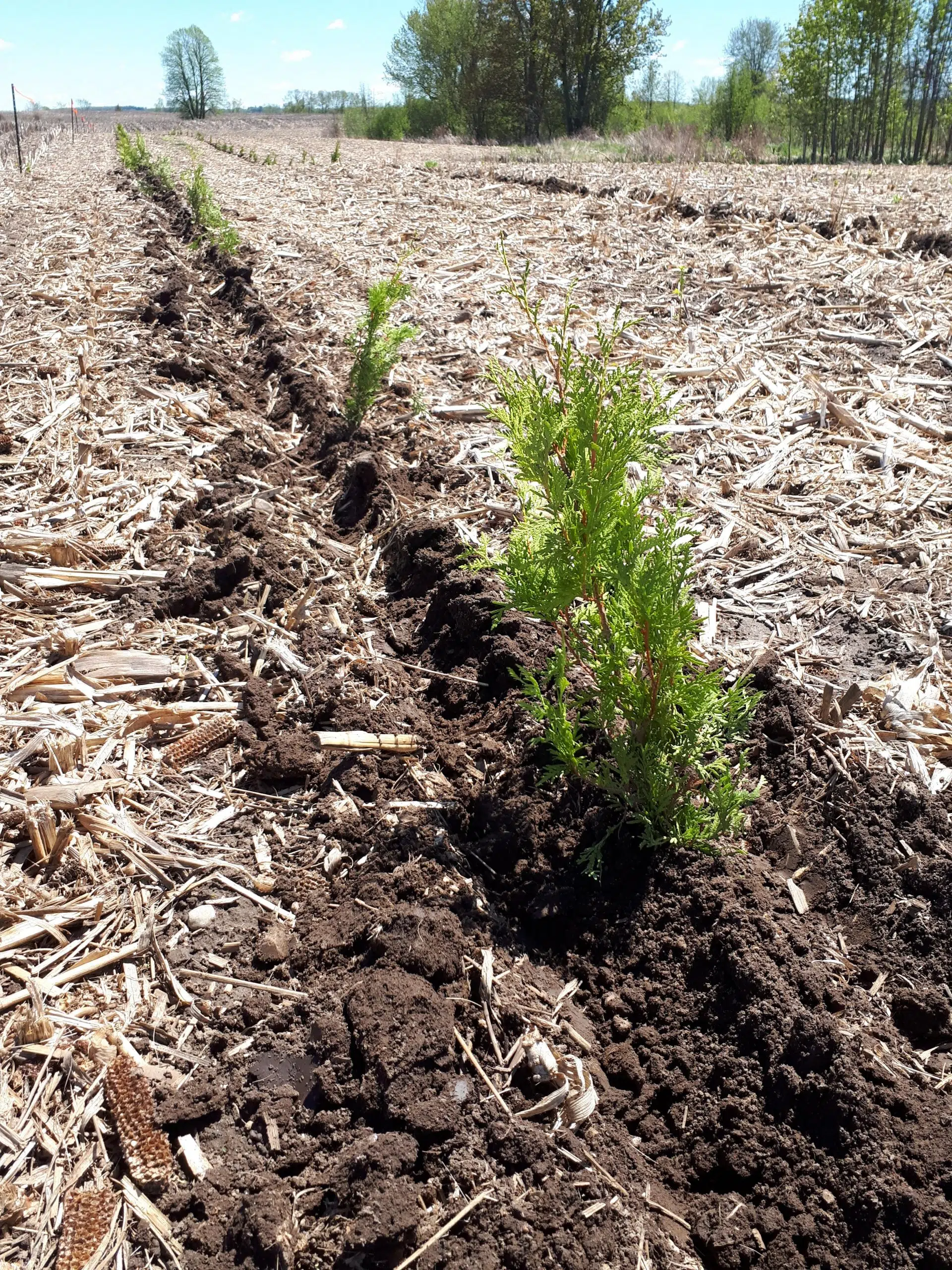Murray Marsh natural habitat area restoration project –Year 1 completion