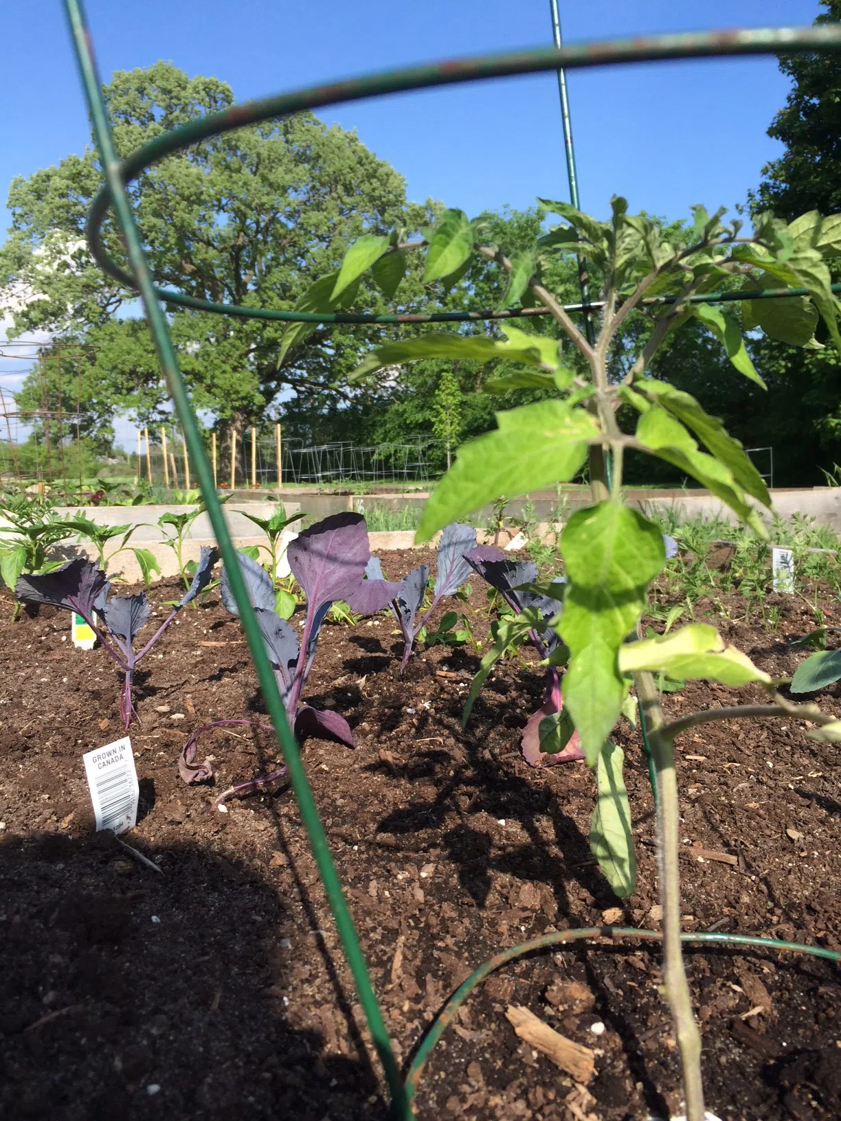 Applications now accepted for Belleville Community Gardens