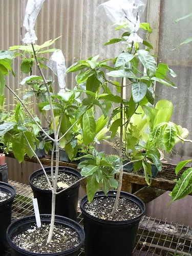 Get growing indoors