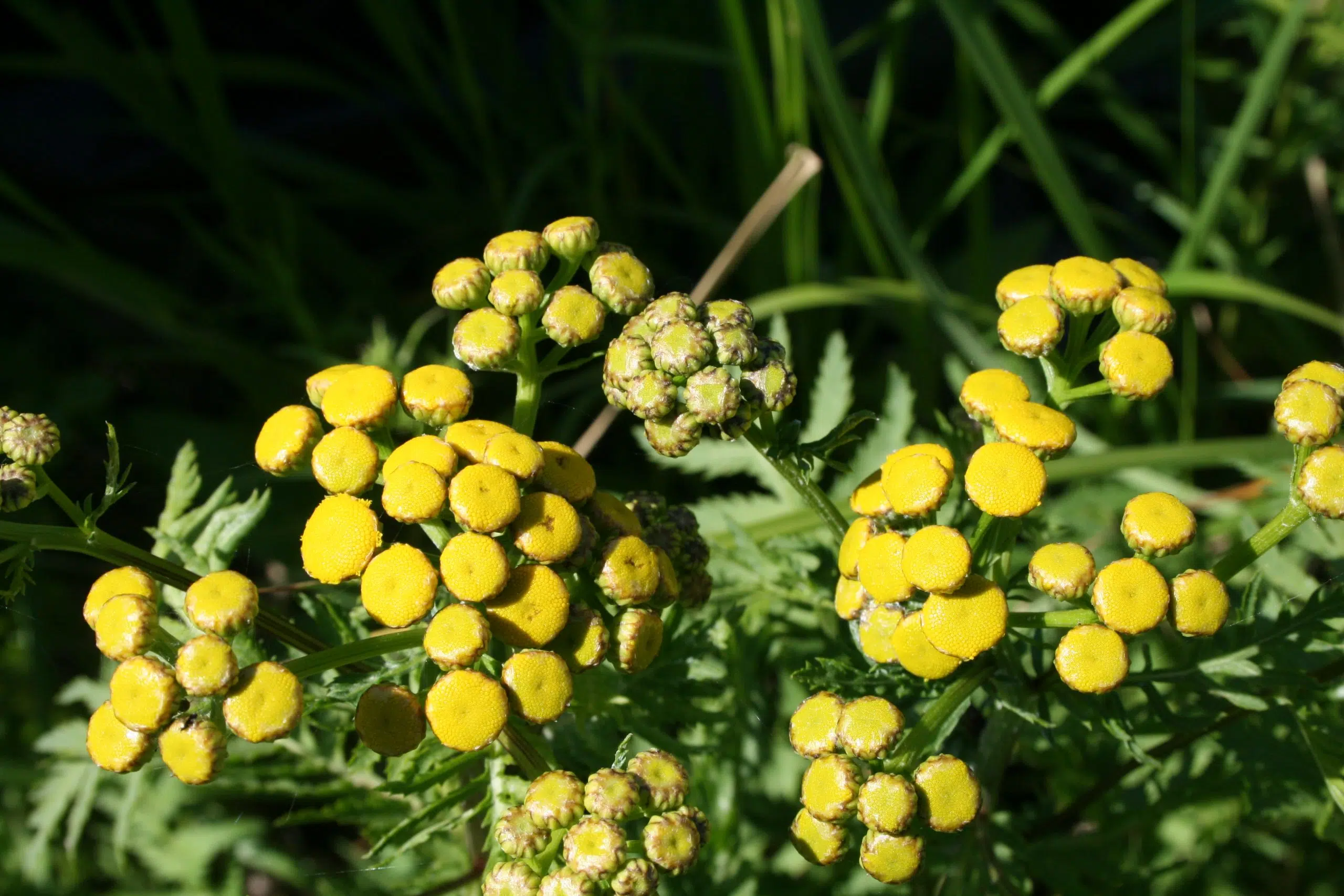 Canada’s second Invasive Species Awareness Week May 16-23