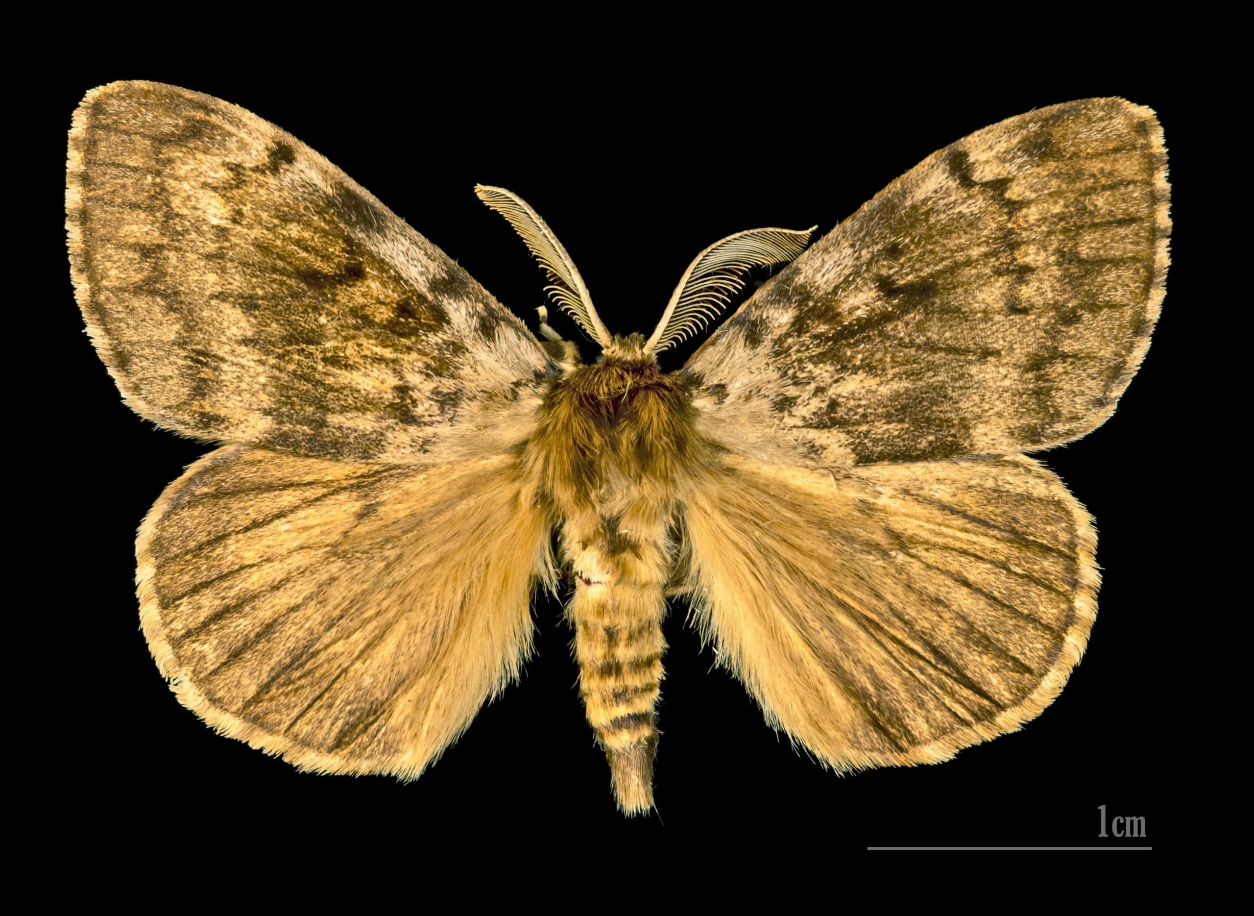 Gypsy moths back on scene