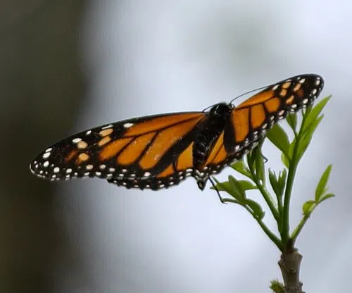 Extinction threat growing for monarch butterfly