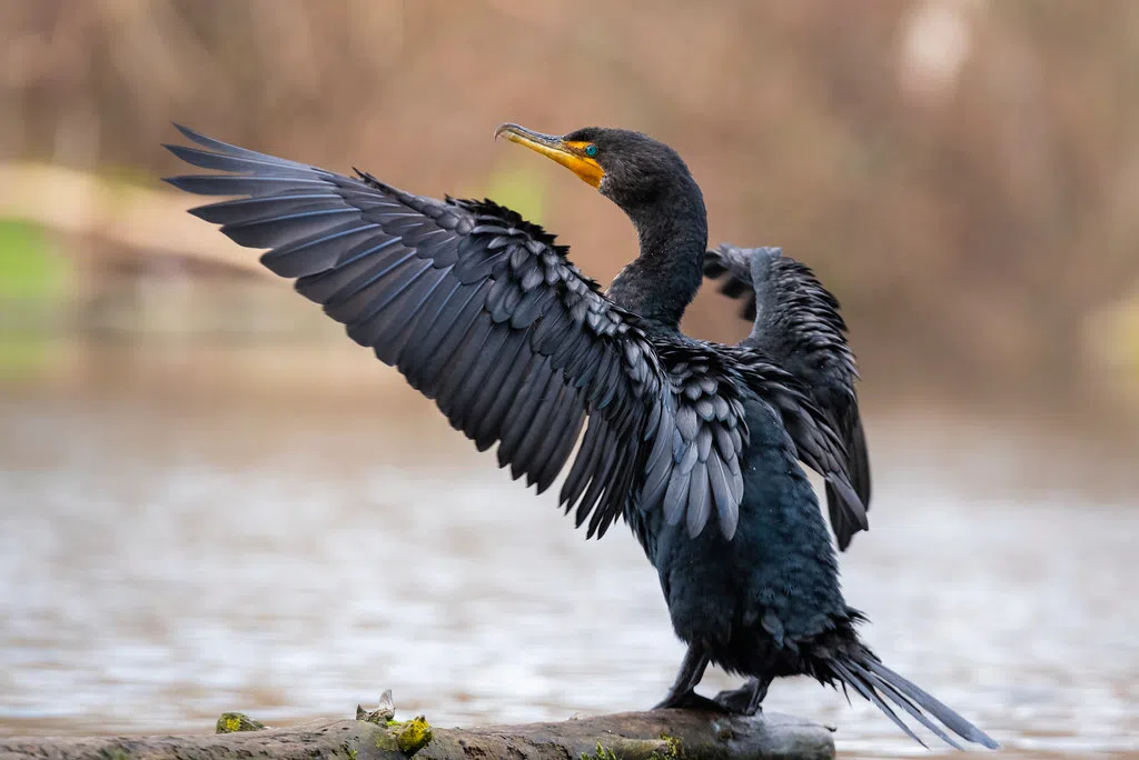 Cormorant control at Presqu'ile Provincial Park