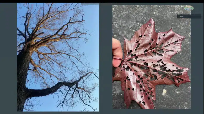 Gypsy Moth infestation must be dealt with