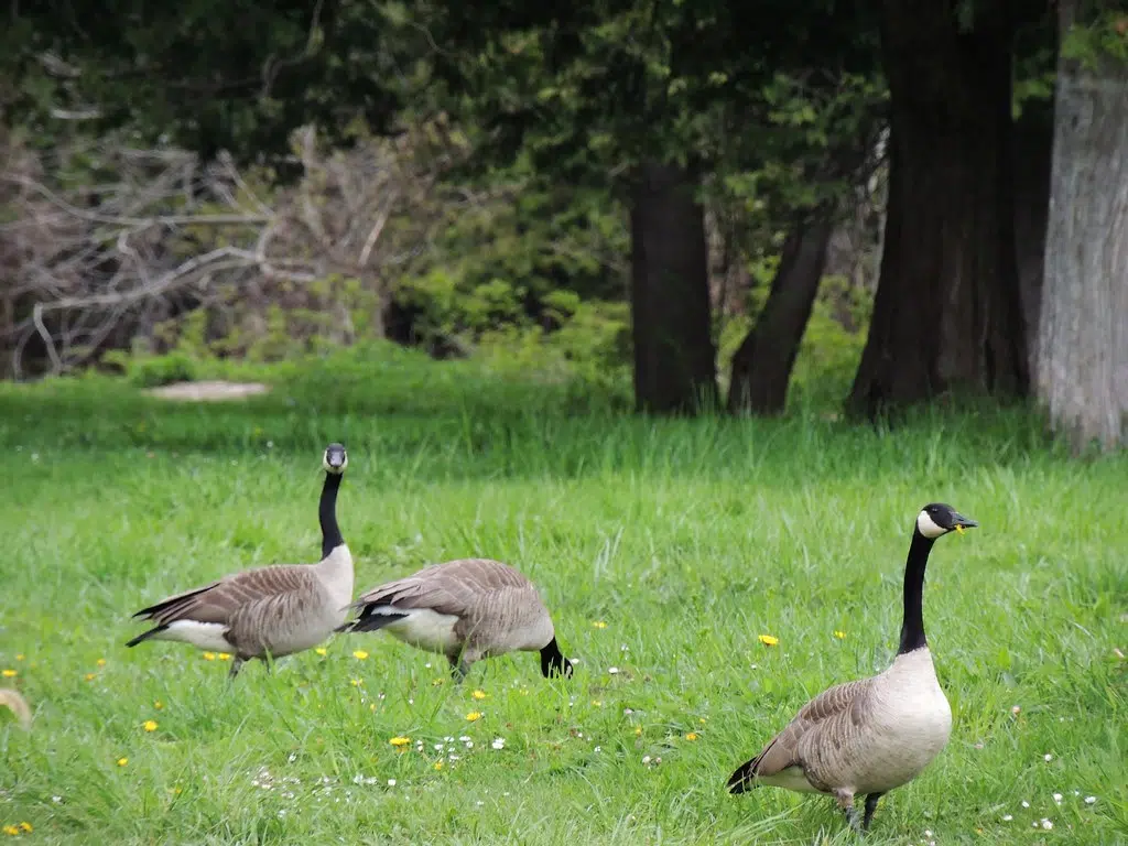 Tweed to look at resolving issues at Stoco Lake