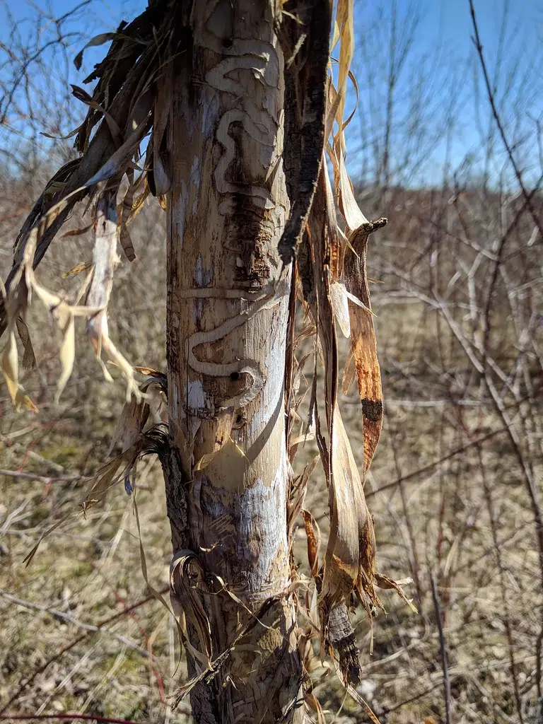 Trees infected by emerald ash borer removed from Wellington subdivision
