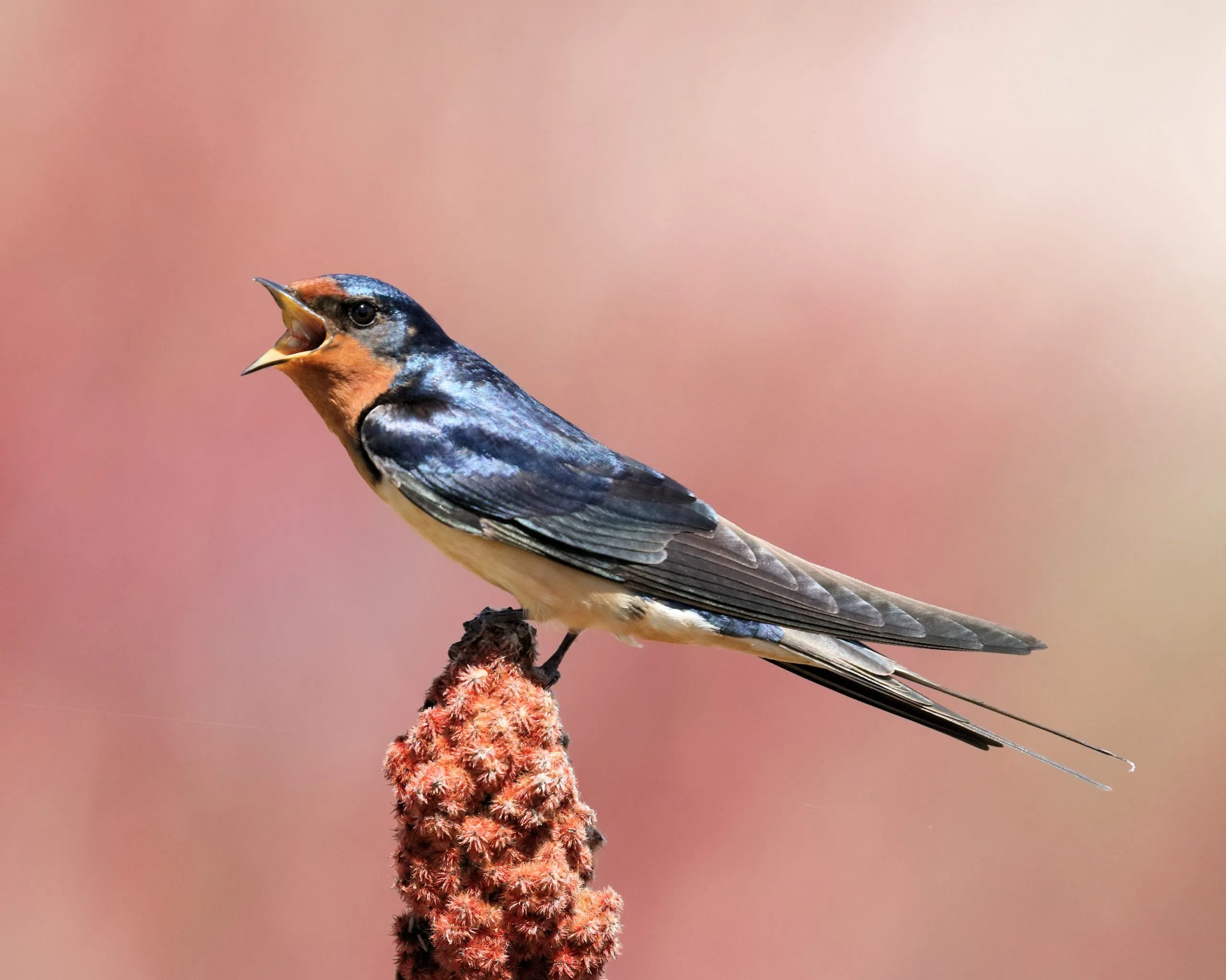 Spring Birding Festival fast approaching