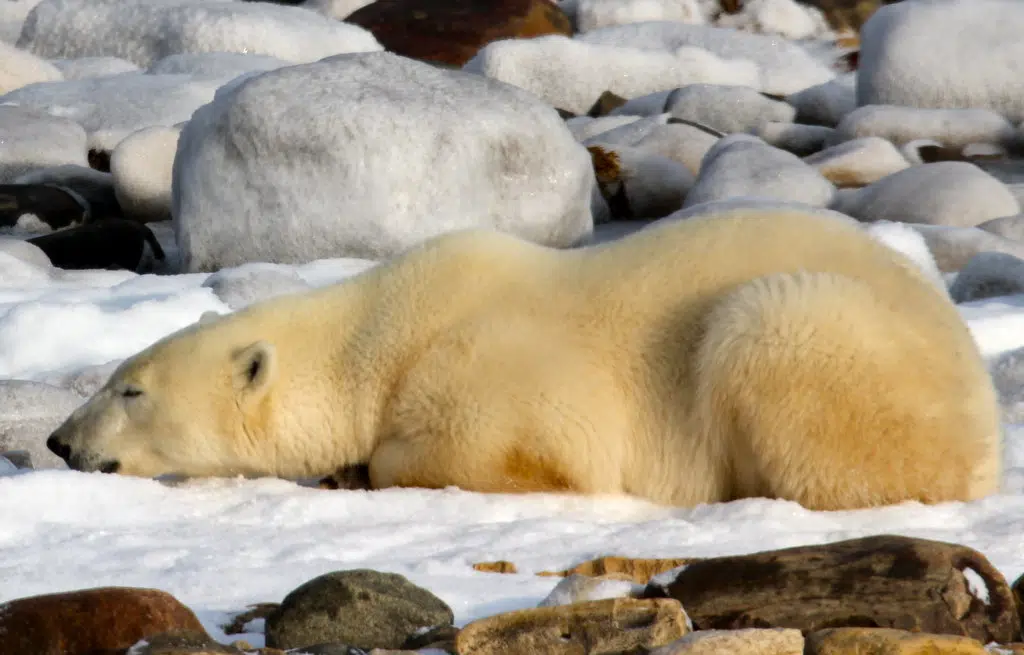 Canadian polar bears near 'bear capital' dying at fast rate