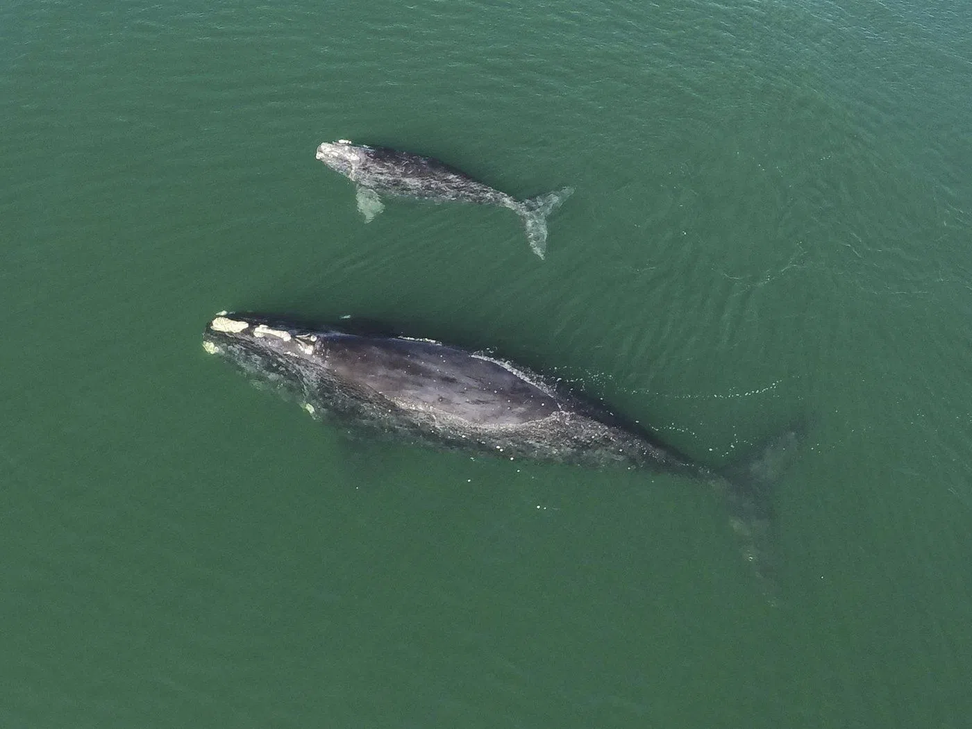 Birth of nine calves sparks hope for endangered North Atlantic right whales