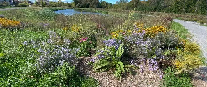 Moving towards lawn naturalization in PEC