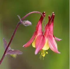 Brighton chooses official flower