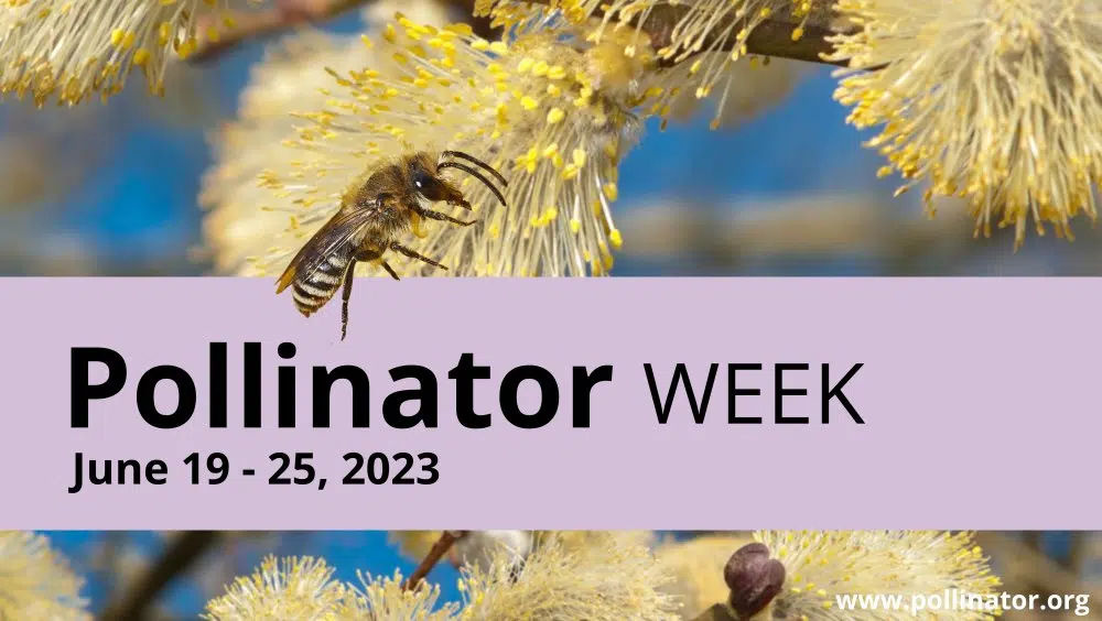 Bring back the birds and the bees and other pollinators during Pollinator Week