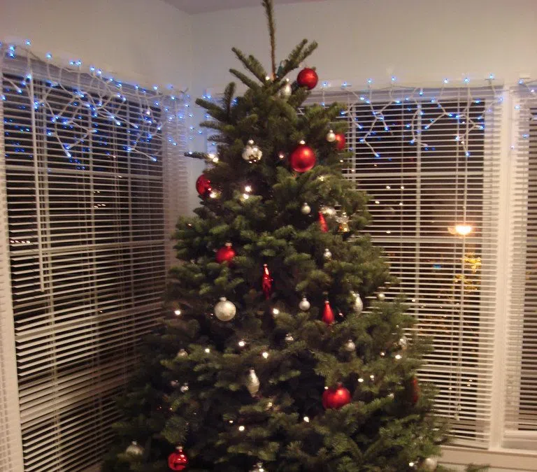 City of Belleville Christmas tree pickup Green Quinte