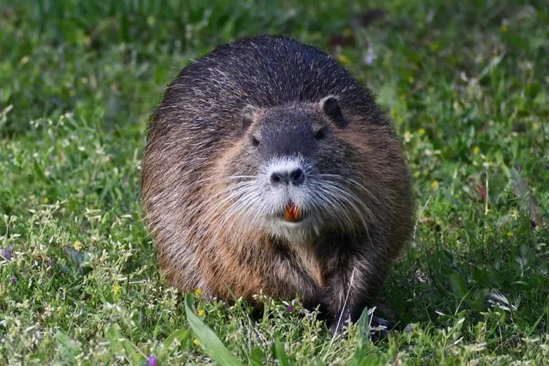 Ontario taking action against invasive species