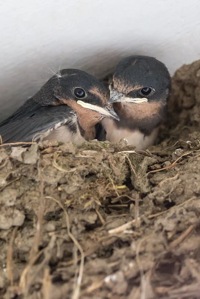 Barn Swallow nesting site torn down