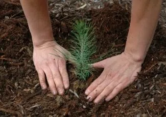 Thousands of seedlings distributed for Community Trees 2024