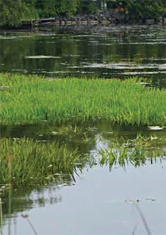 Be on the lookout for water soldier spreading in the Bay of Quinte