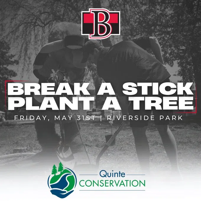 B-Sens Break Sticks, Plant Trees | Green Quinte