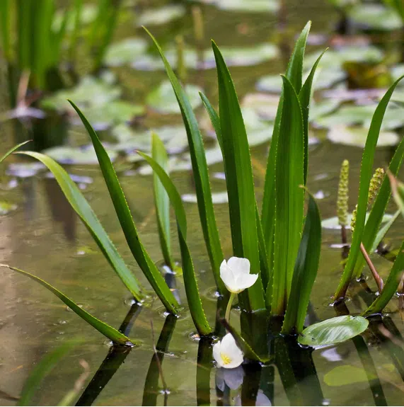 Quinte Conservation taking action against invasive plant species in Bay of Quinte