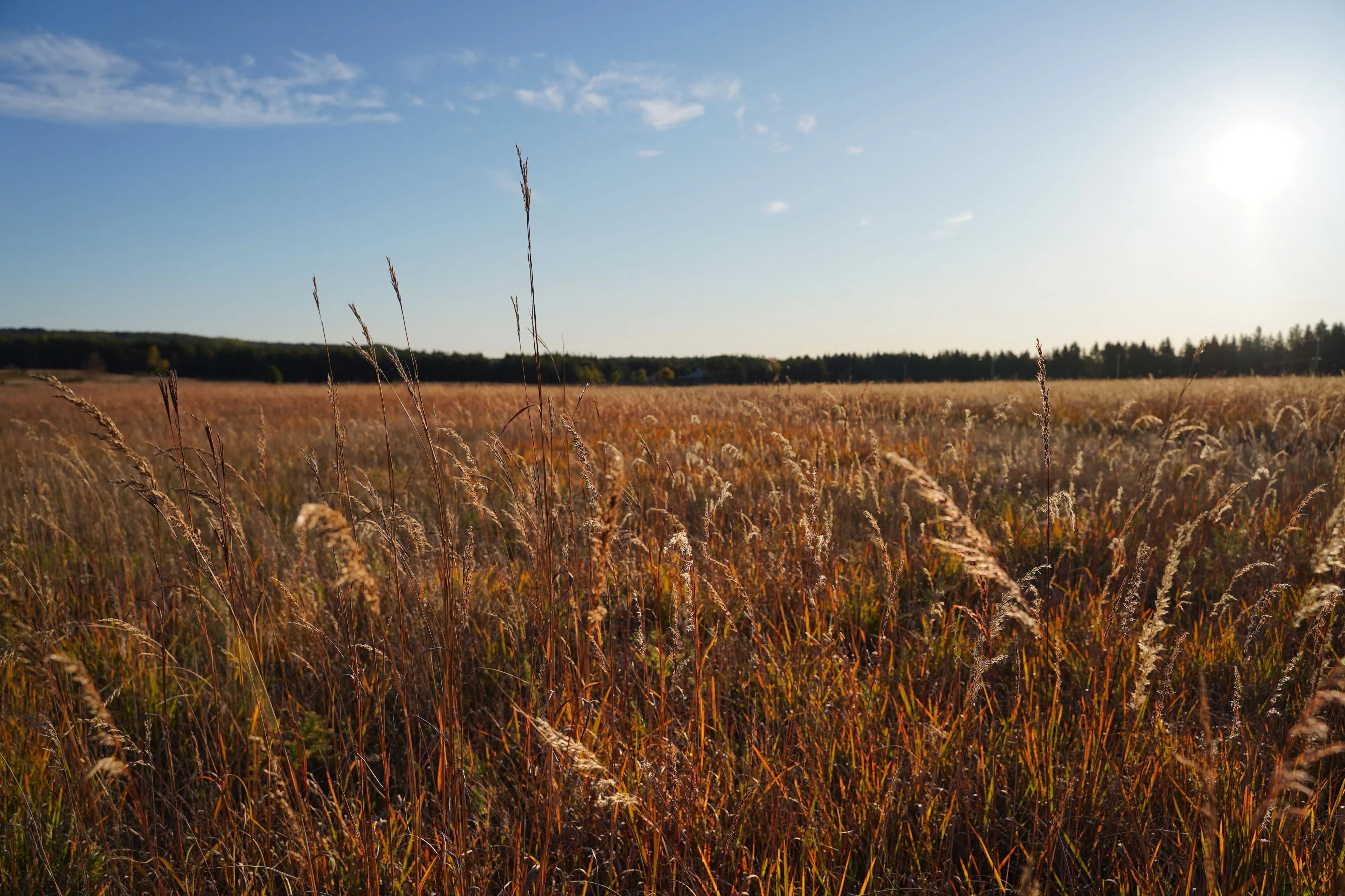 Local conservation partnership aims to "meet the need for seed"