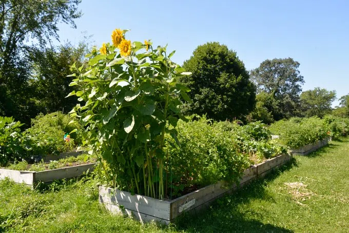 Applications for Belleville community gardens open