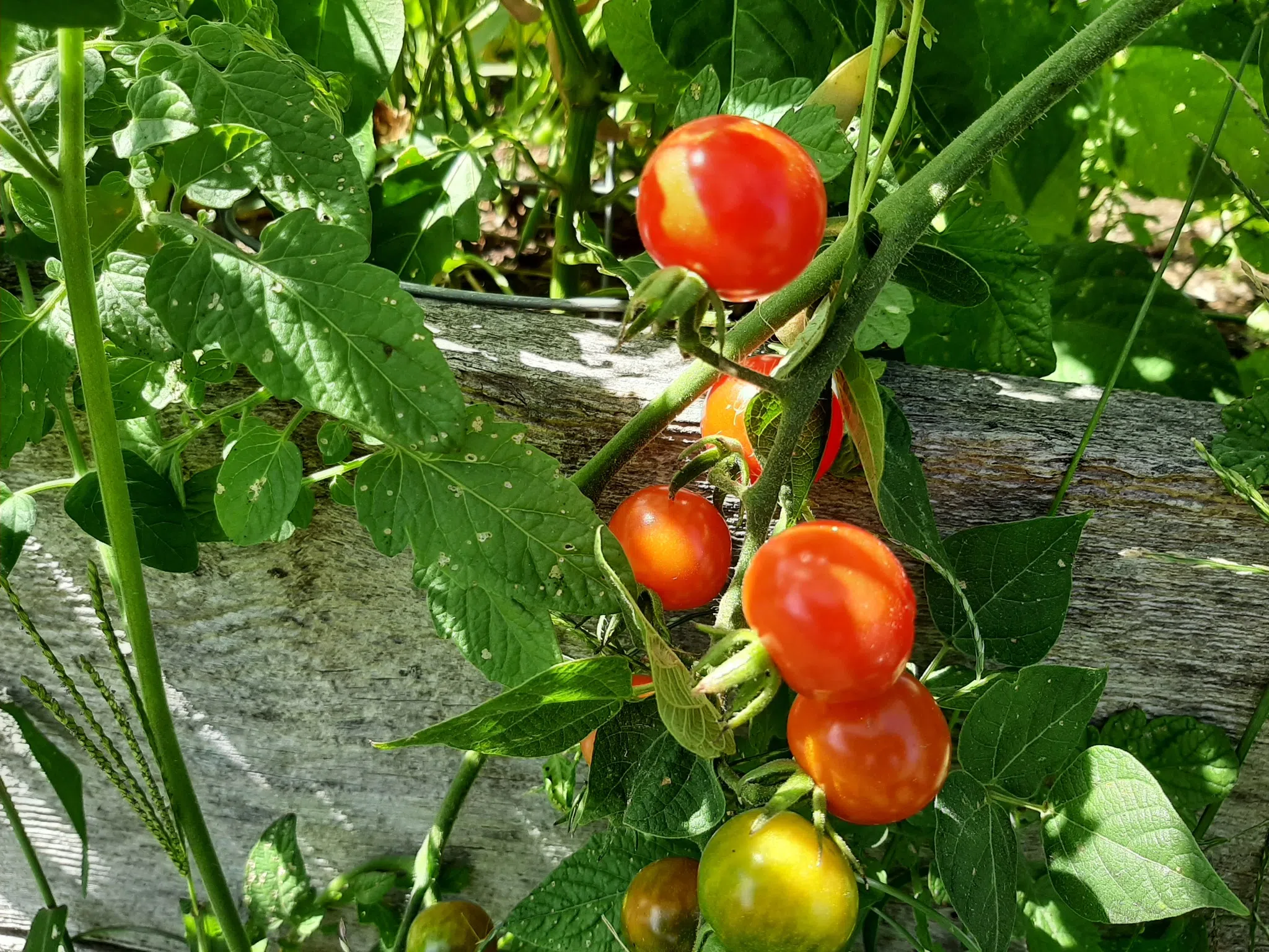 CDC of Quinte Community Garden Program now taking registrations for 2026