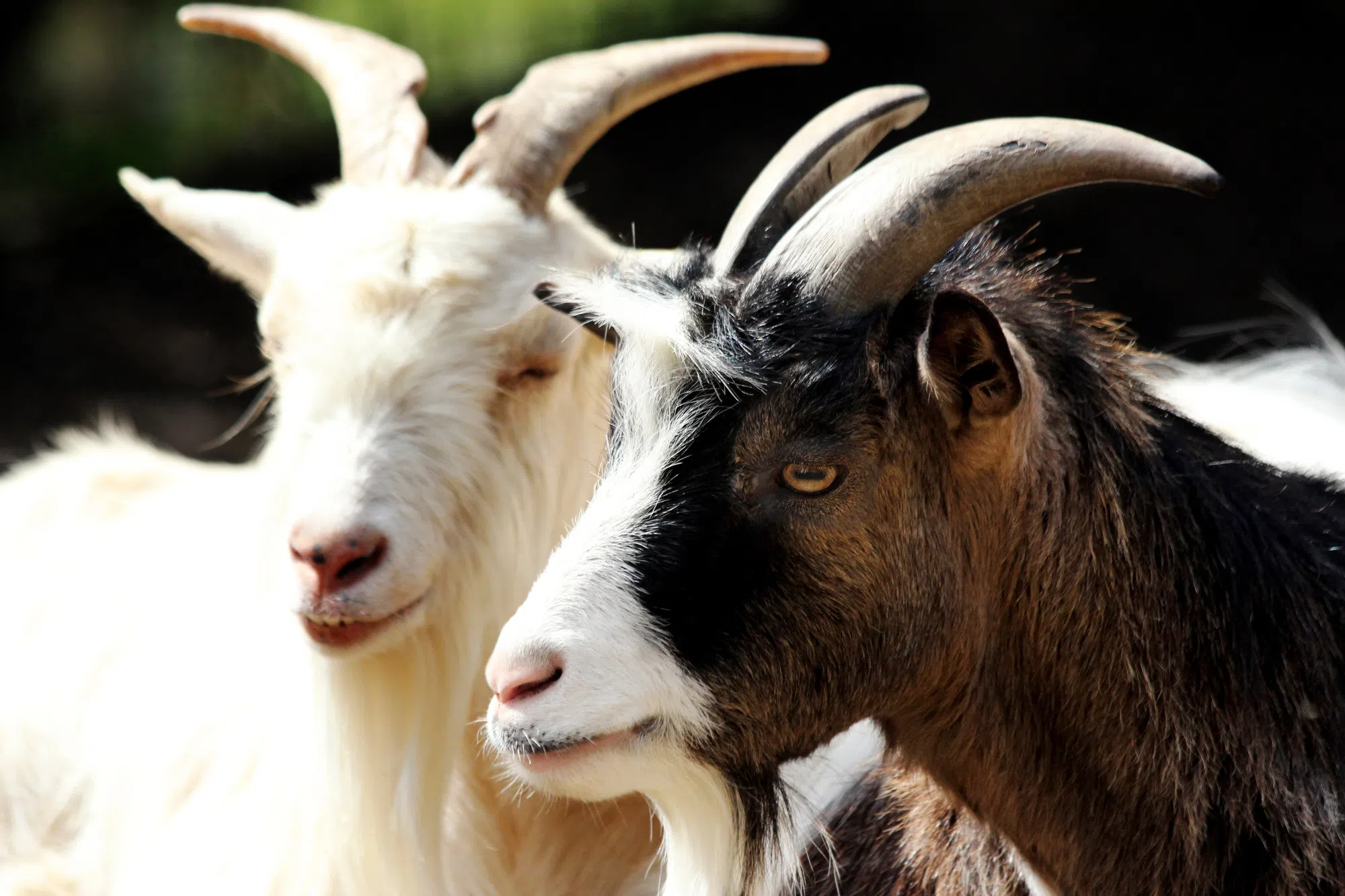 Grazing goats in Toronto park good for the environment