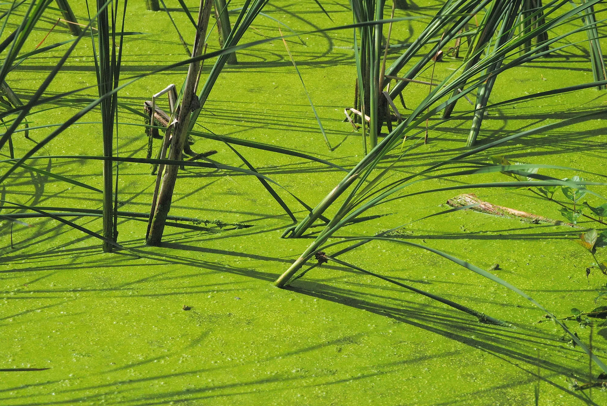 Canadian study finds climate change is the major driver of surging algae levels