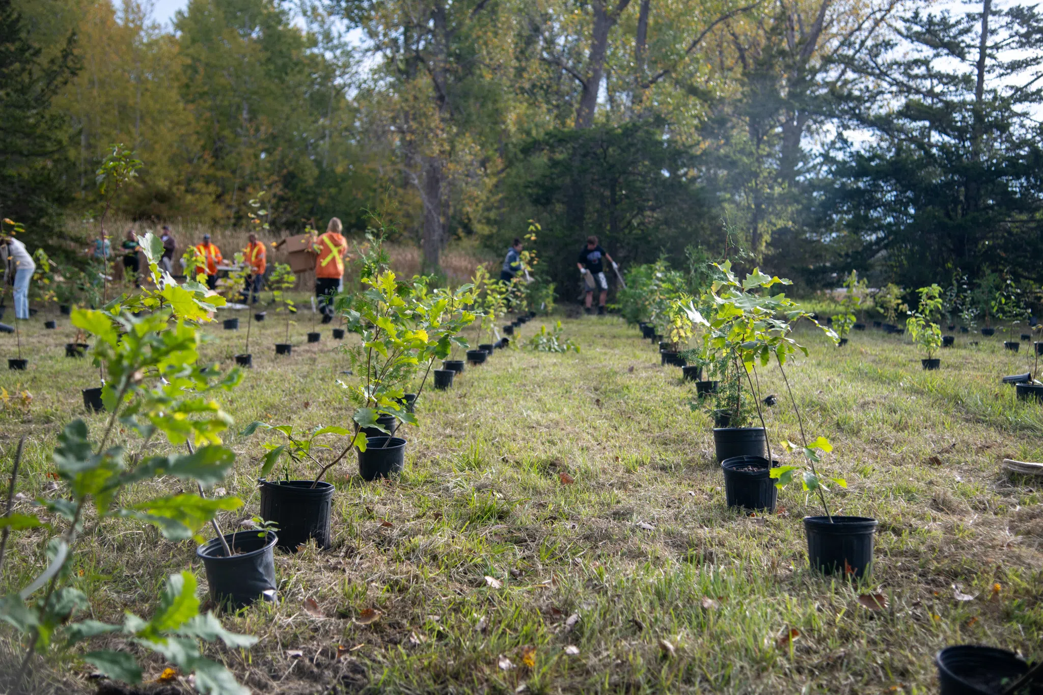 Volunteers wanted for tree planting events in Belleville Sept. 19 and 20