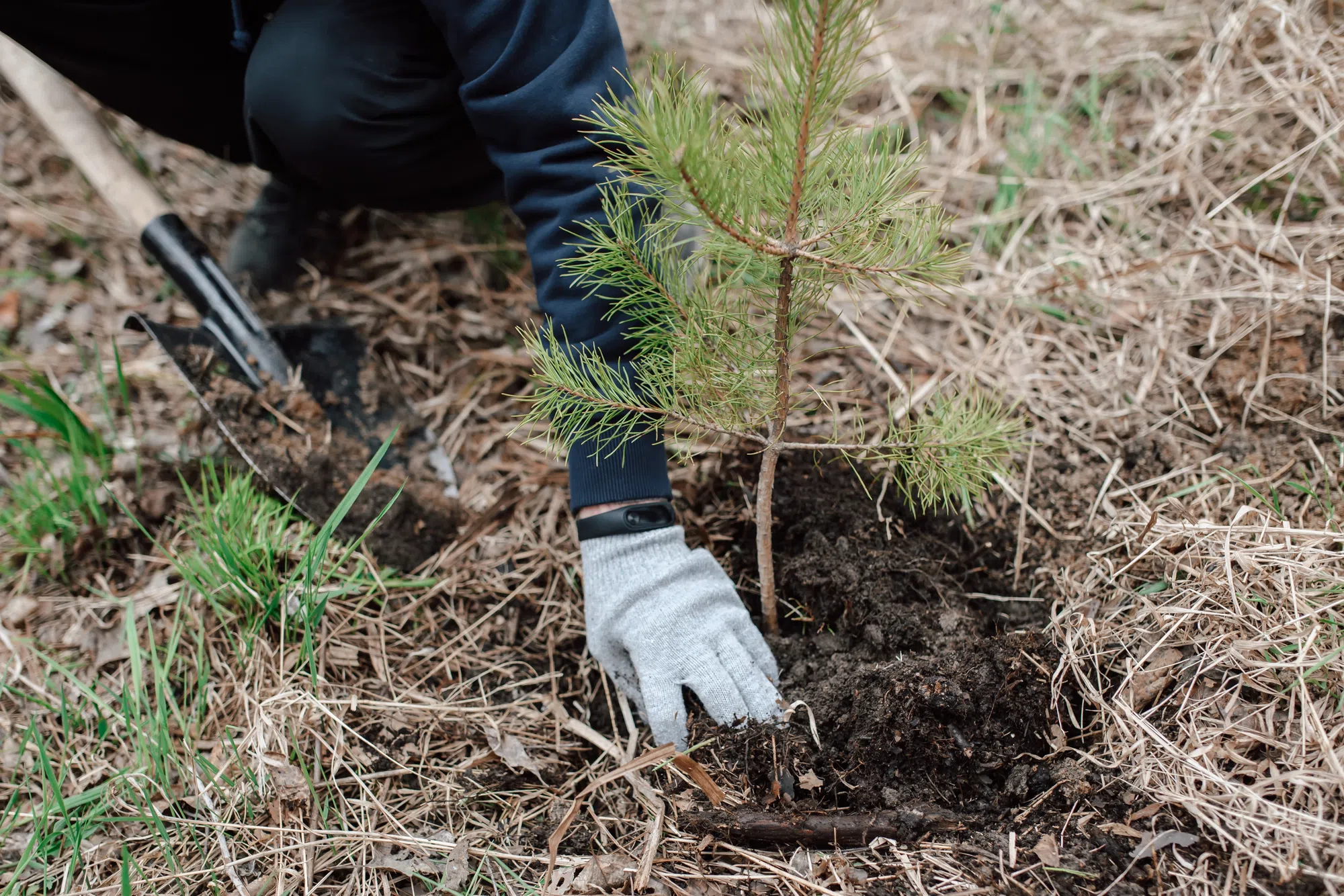 Quinte Conservation and County partner for tree planting