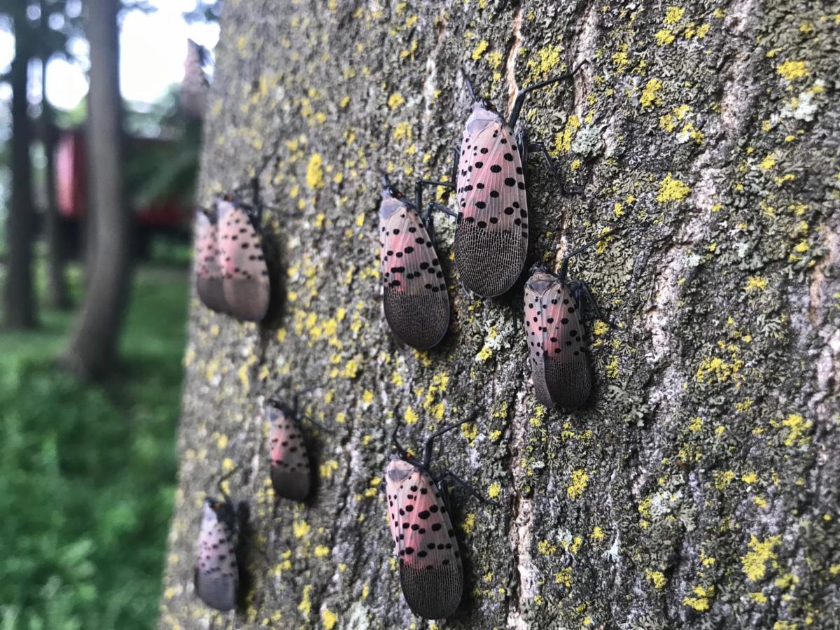 Invasive Insect, Spotted Lanternfly, Detected in Ontario and Canada for the First Time