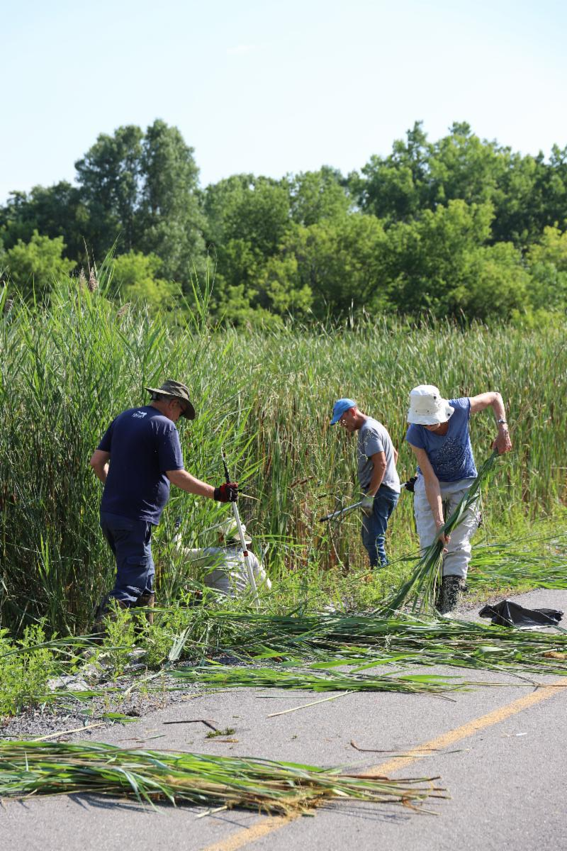 Local groups part of Ontario Phragmites Action program