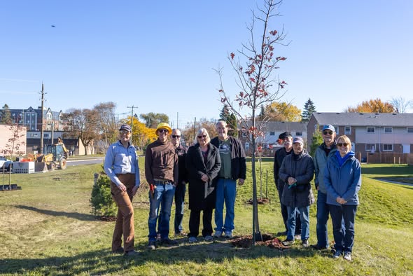 More trees planted on Tracey Park Drive