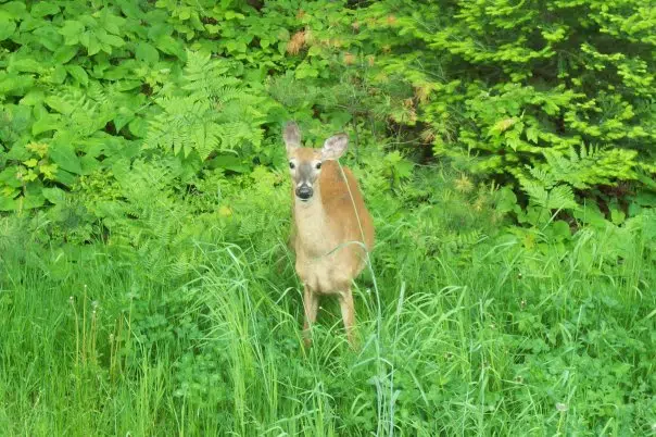 Suspects wanted in Coe Hill deer shooting