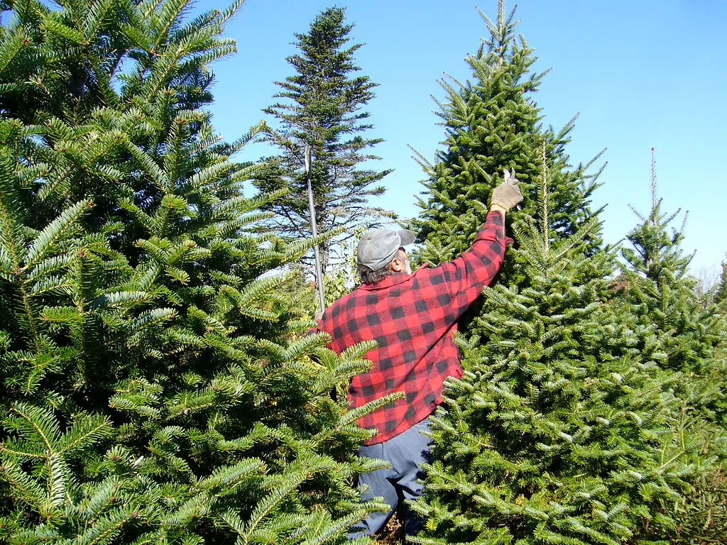 Prince Edward County accepting old Christmas trees