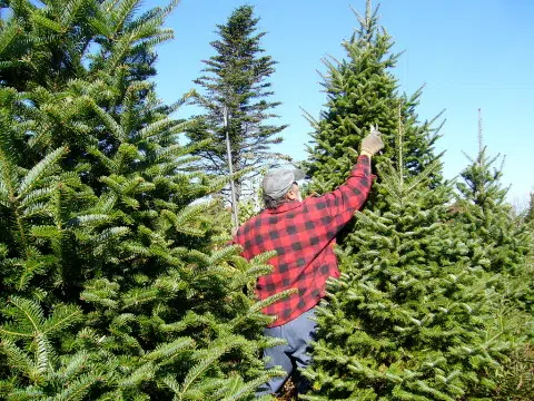 City seeking Spruce Trees for Christmas displays